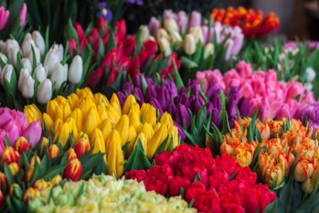 bunga tulip cantik berbagai warna